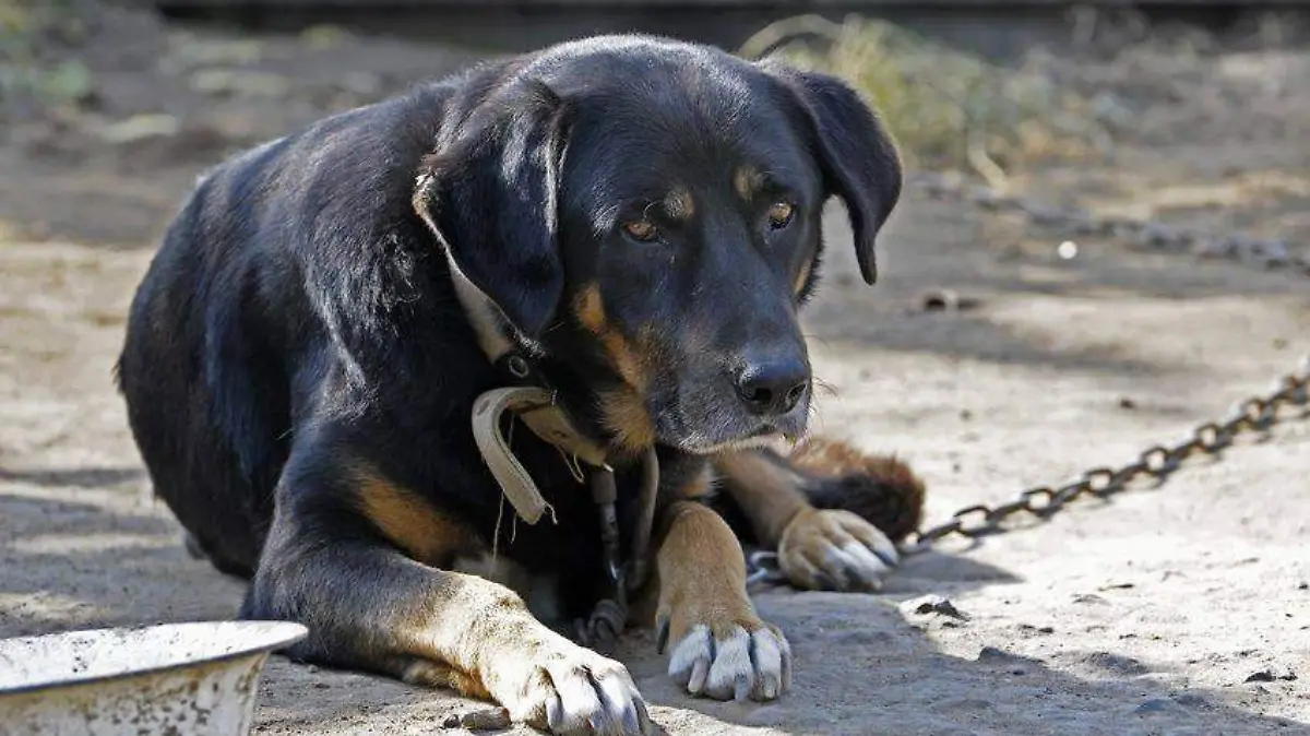 maltrato animal