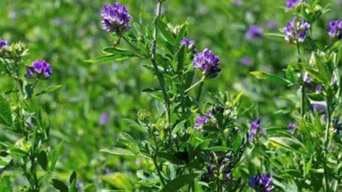 alfalfa