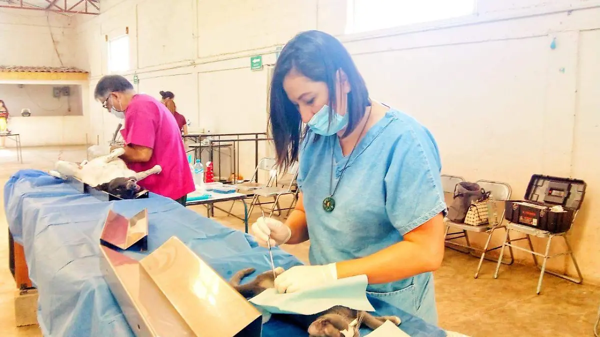 Esterilizan mascotas