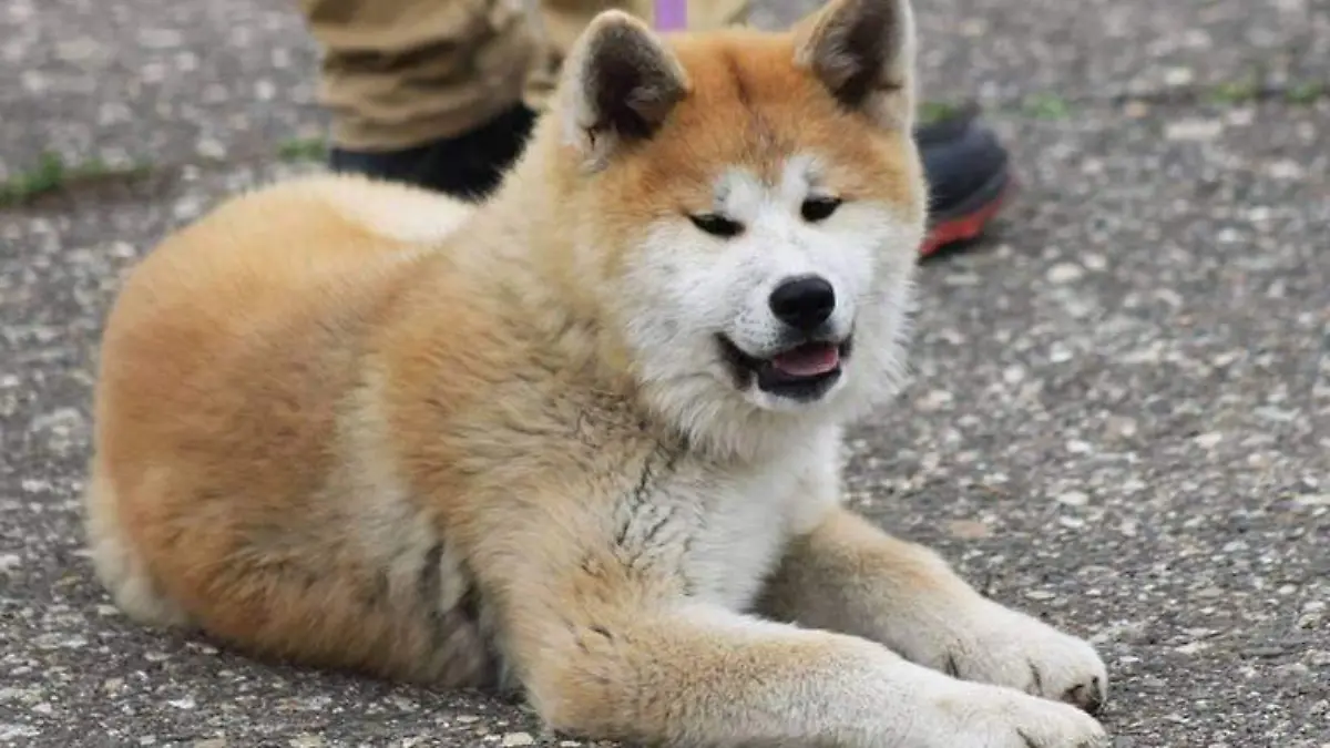 Hachiko nació el 10 de noviembre de 1923 en una granja Foto ilustrativa Pixabay