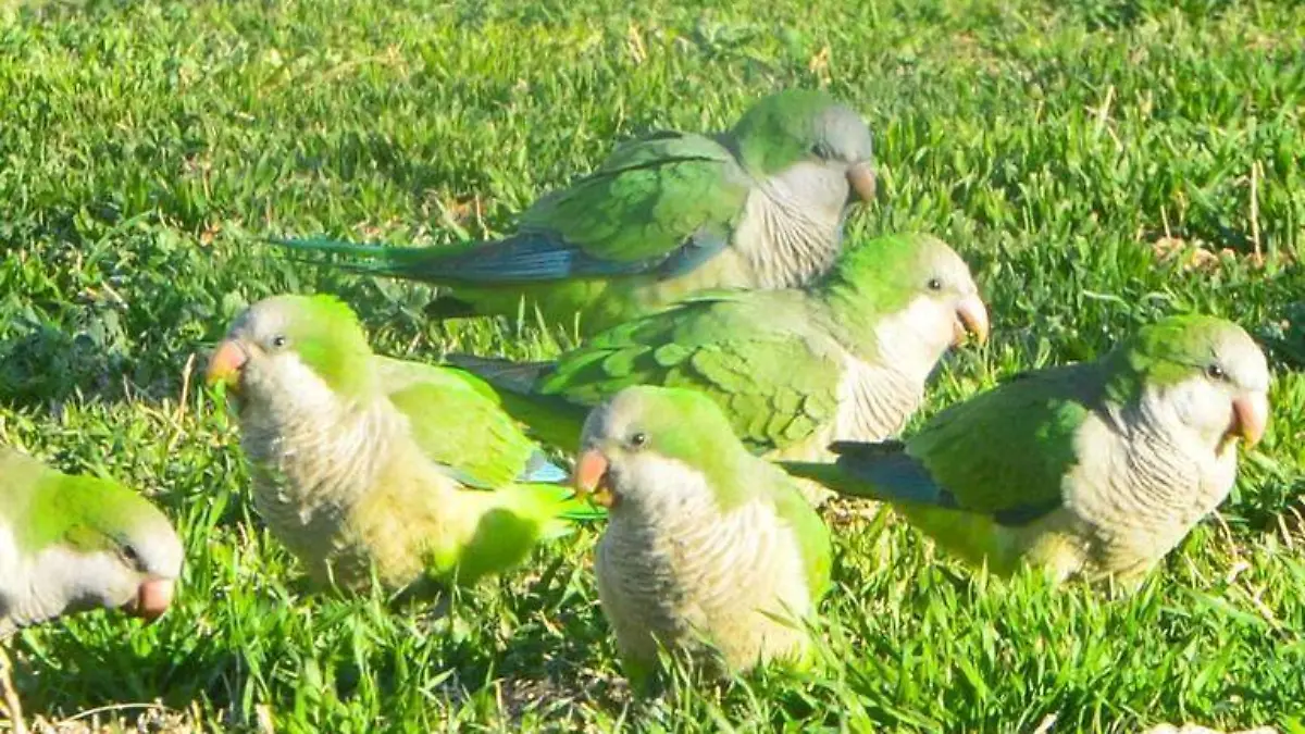 Cotorra argentina o perico monje
