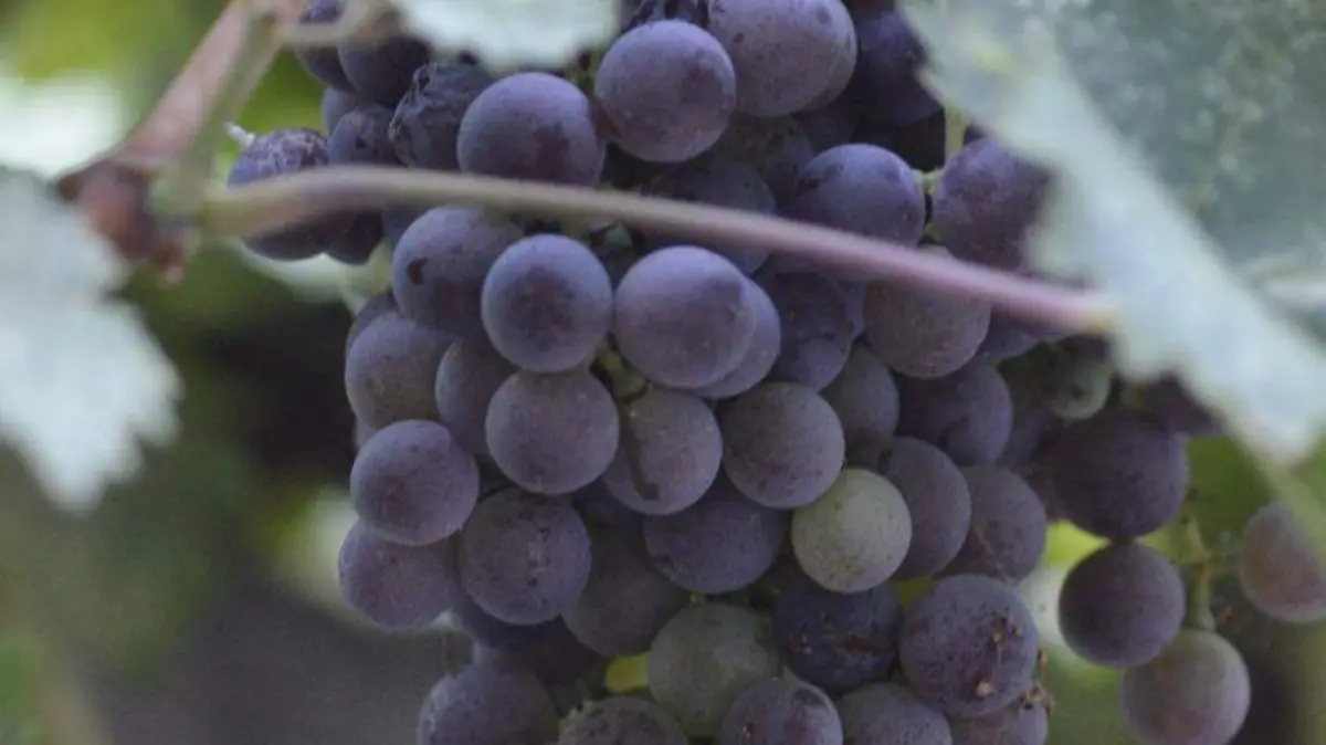 Uvas