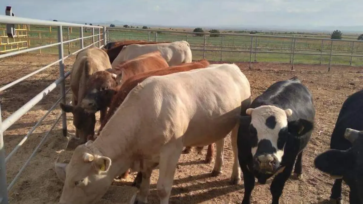 vacas