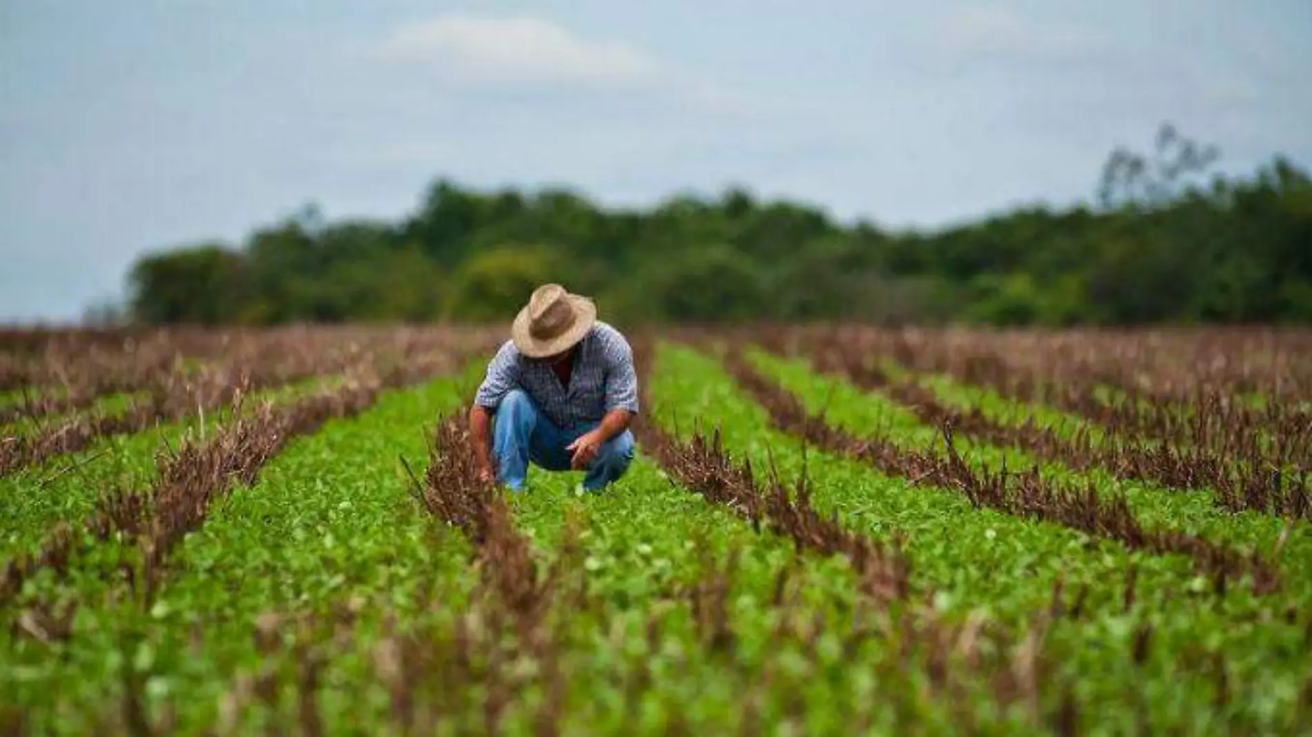 campo_mexicano