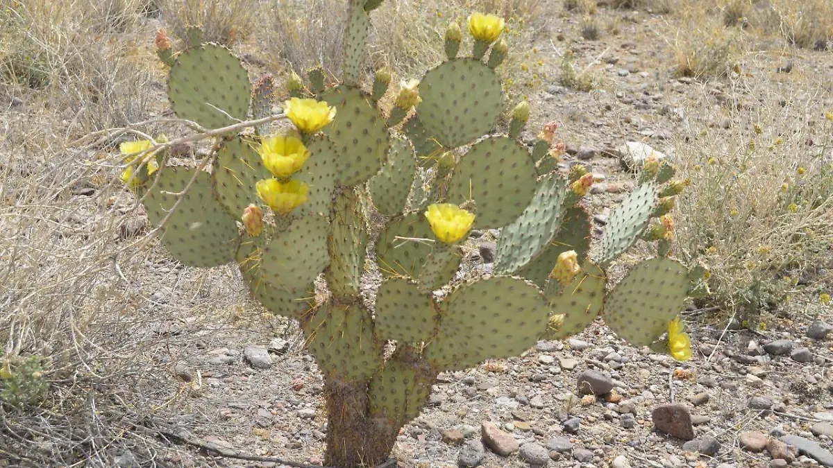 Nopal