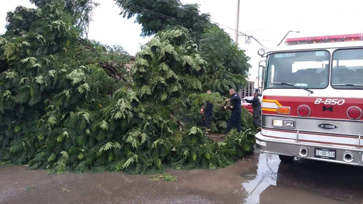 Cae arbol