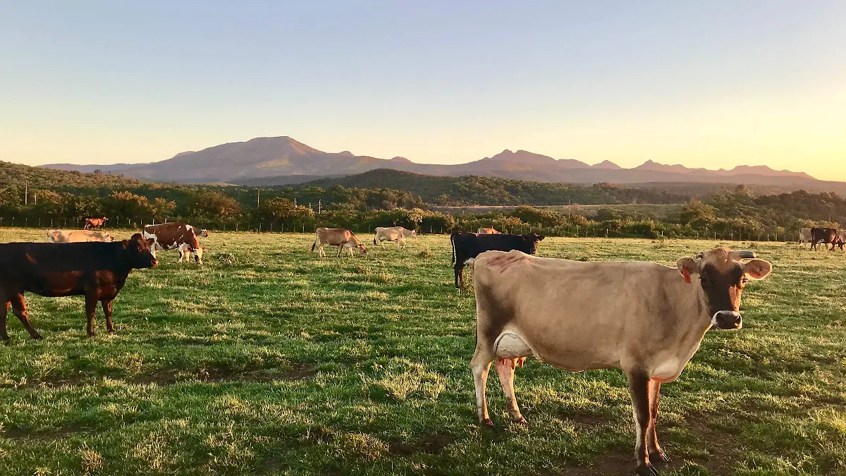 pexels-steyn-viljoen-787648