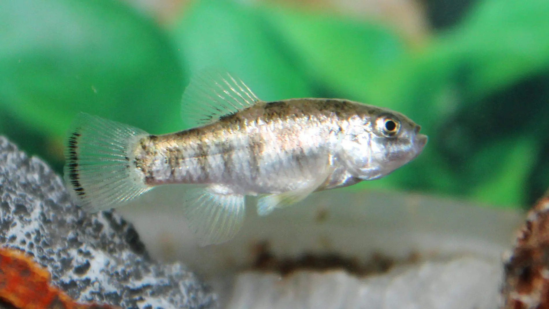 Julimes_pupfish_(Cyprinodon_julimes)_male