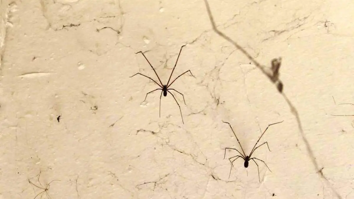 araña. olga casas
