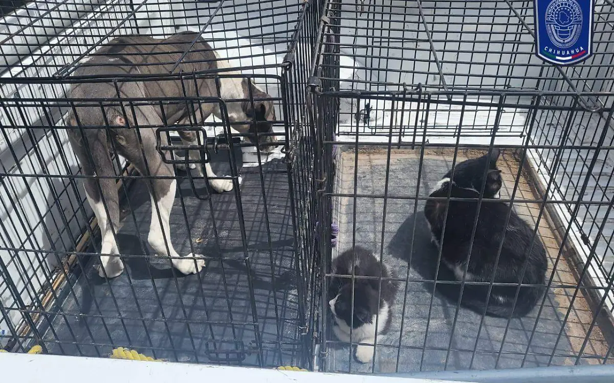 Gatos y perro rescatado en juárez