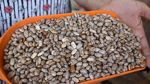 Reportan reducción anual de precio pagado a productores de frijol en Chihuahua - El Heraldo de Chihuahua | Noticias Locales, Policiacas, de México, Chihuahua y el Mundo