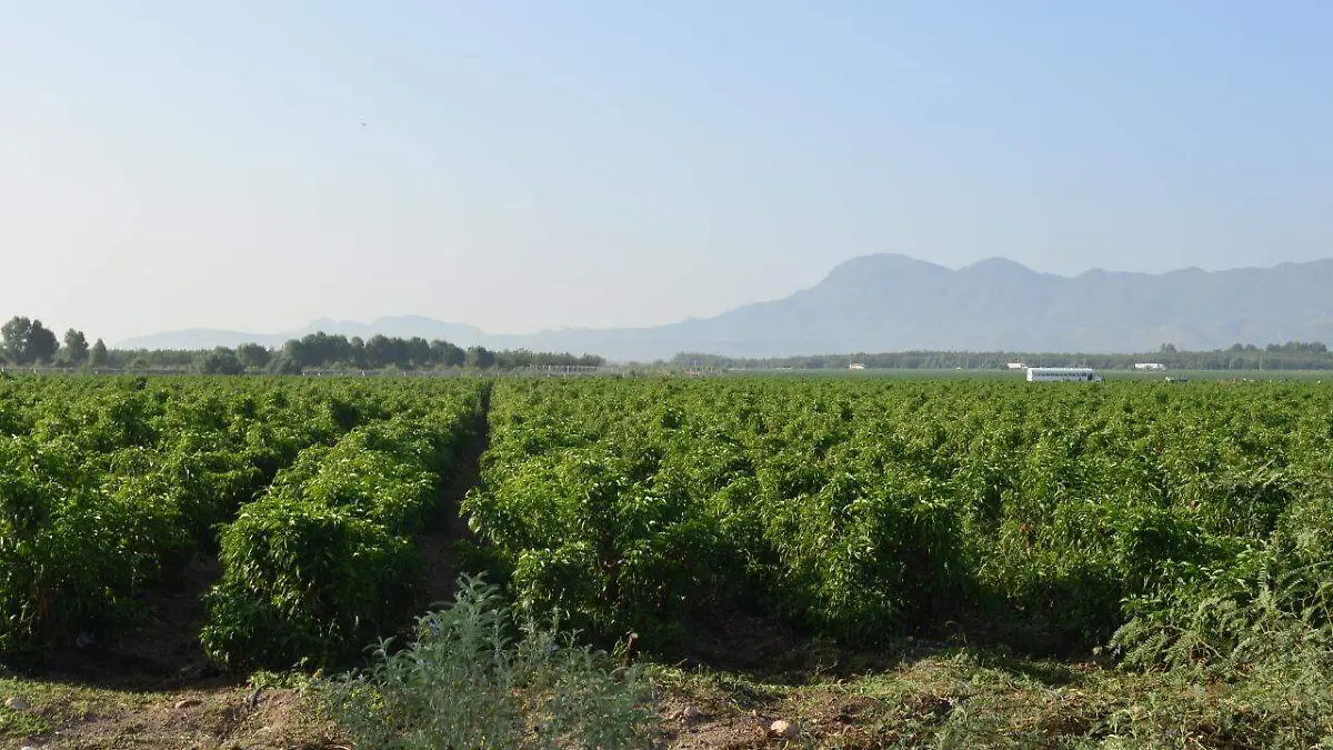 Campo