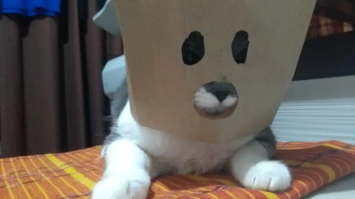 gato 2