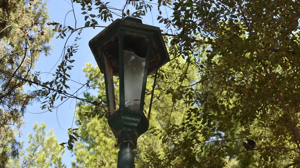 ARBOLES SECOS Y LAMPARAS EN MAL EDO NOTA PALOMA  (18)