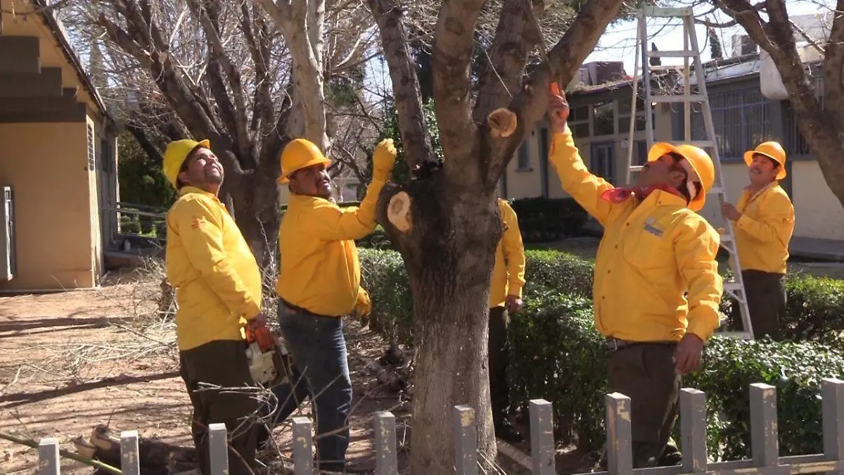Hombres podando árboles