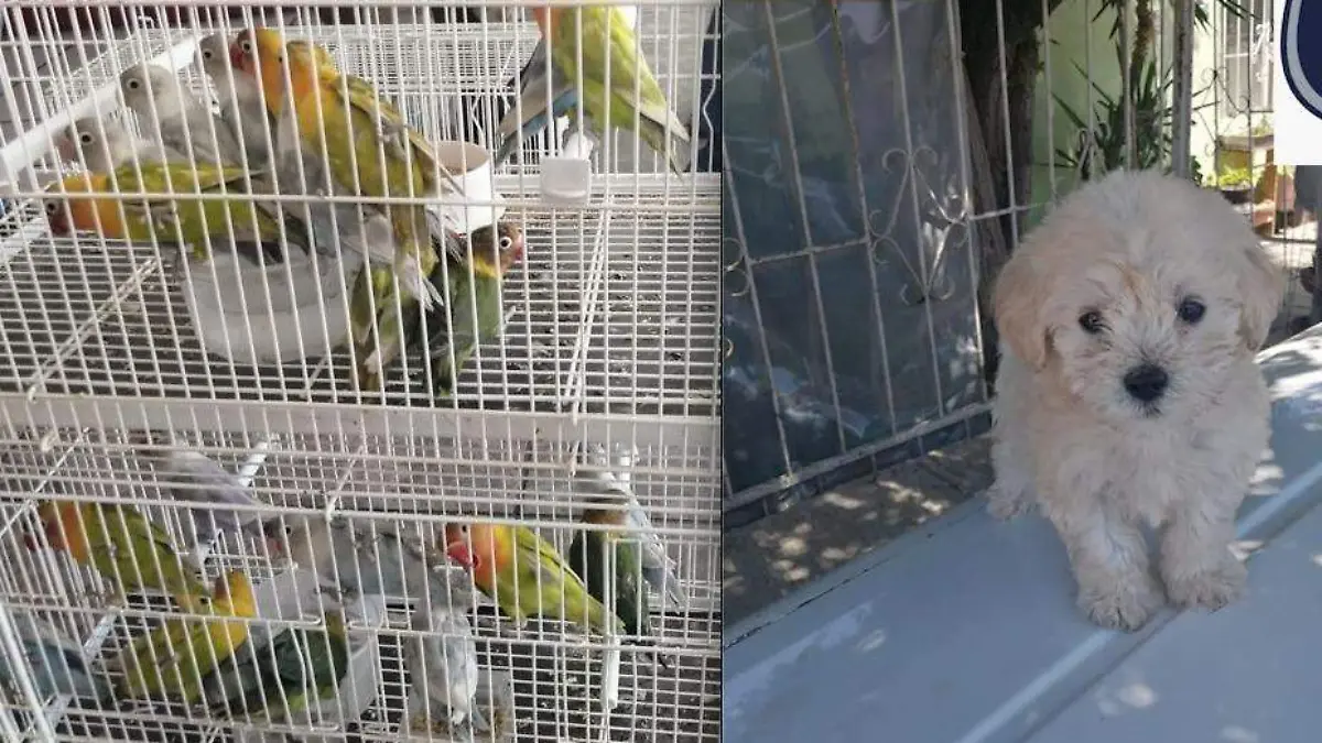 animales recuperados