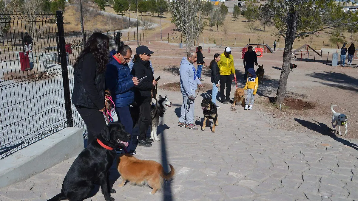 perritos en dog park