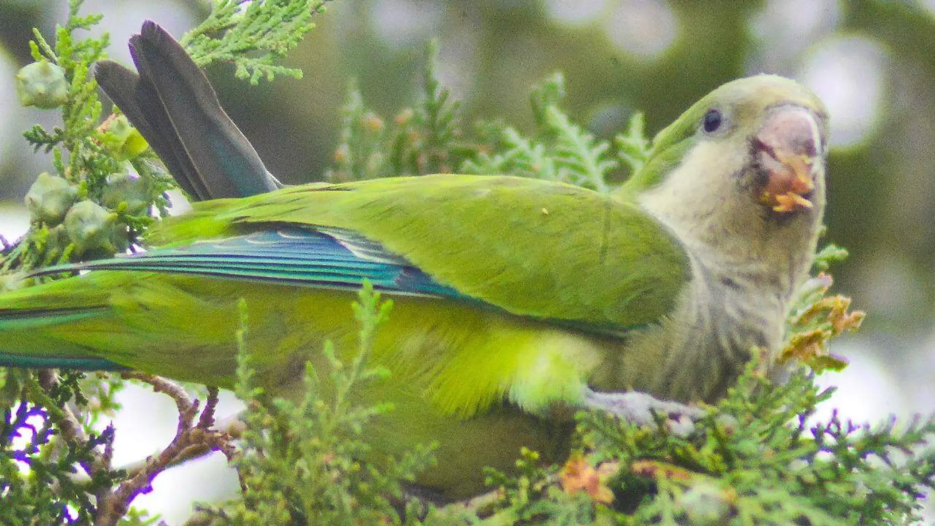 Cotorra argentina o perico monje