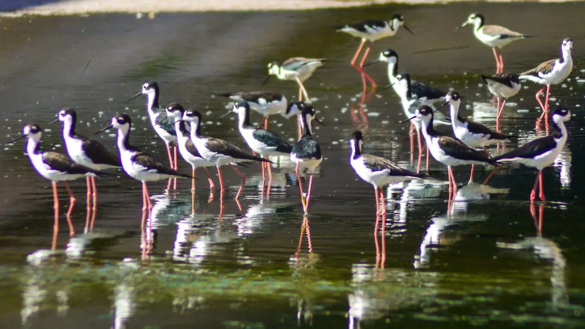 garzas en chihuahua