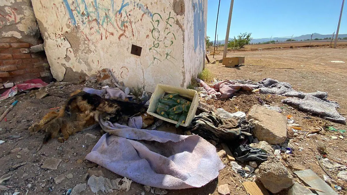 WhatsApp Image 2020-08-14 at 12.57.57 PM