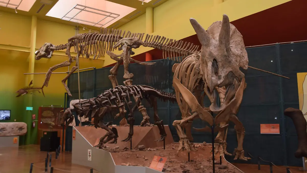 Museo del desierto en delicias (7)