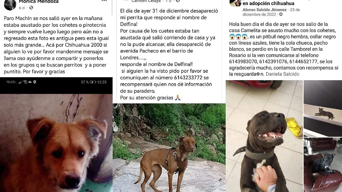 perritos