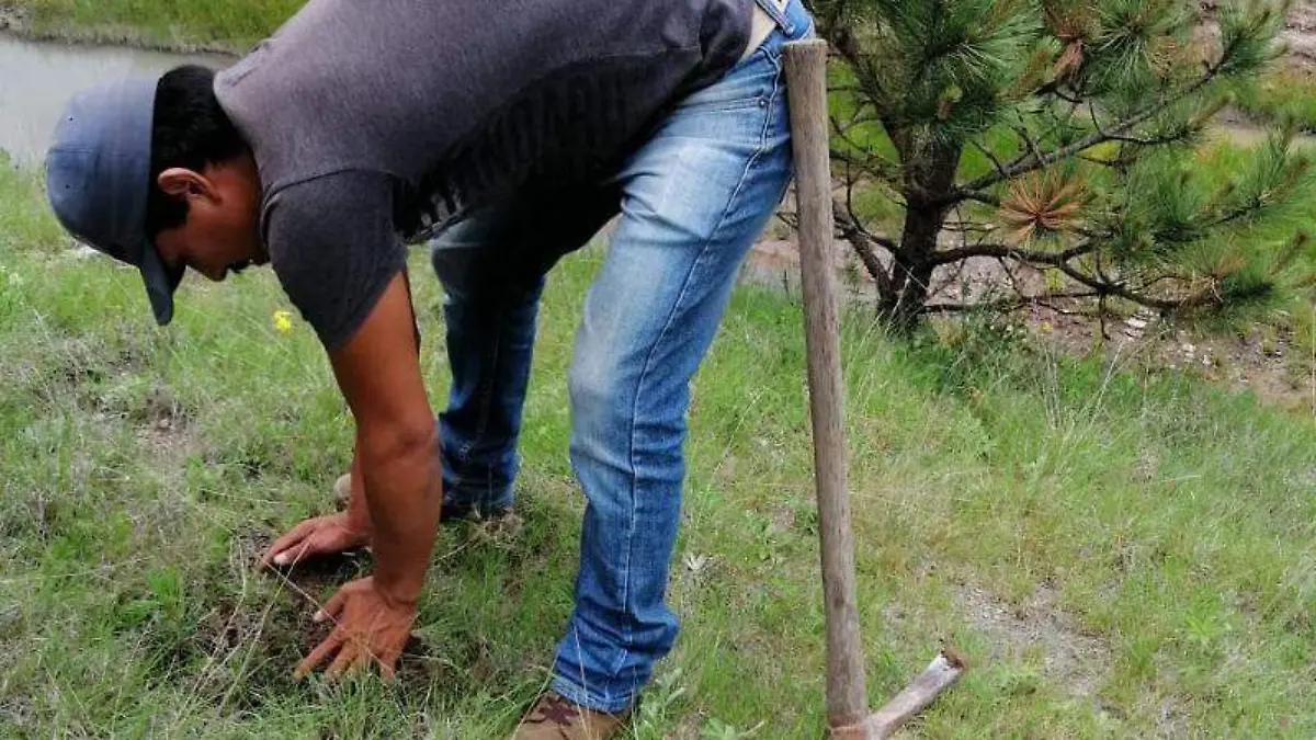 FOTO ARCHIVO FZO Los cuatro sentenciados pagan sentencia sembrando árboles en la zona donde fueron sorprendidos talando