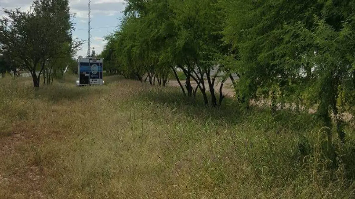 Cámaras árboles escudo chihuahua 3