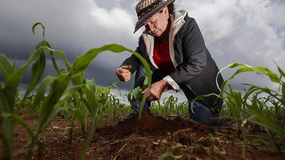 Produccion para el Bienestar-cortesía