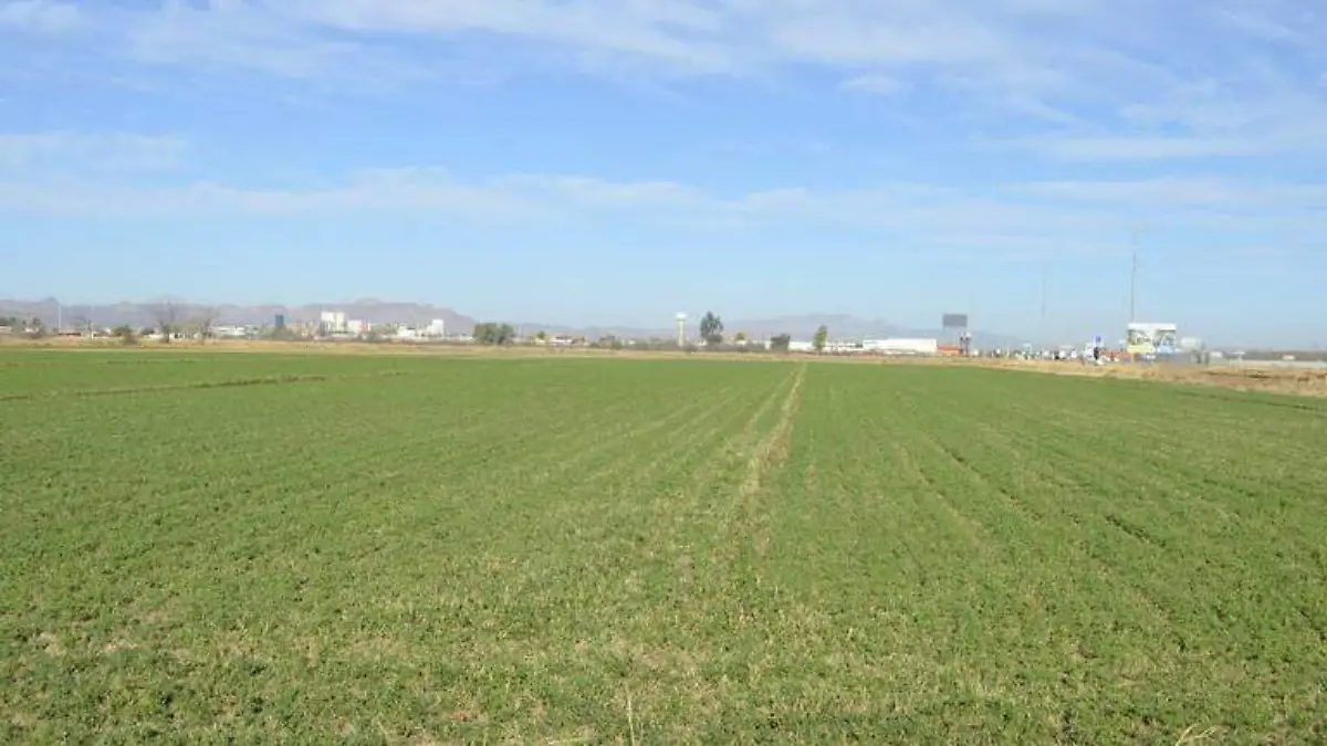 campo cosecha