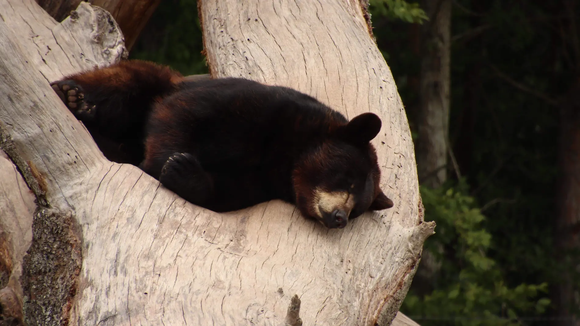 oso negro en árbol