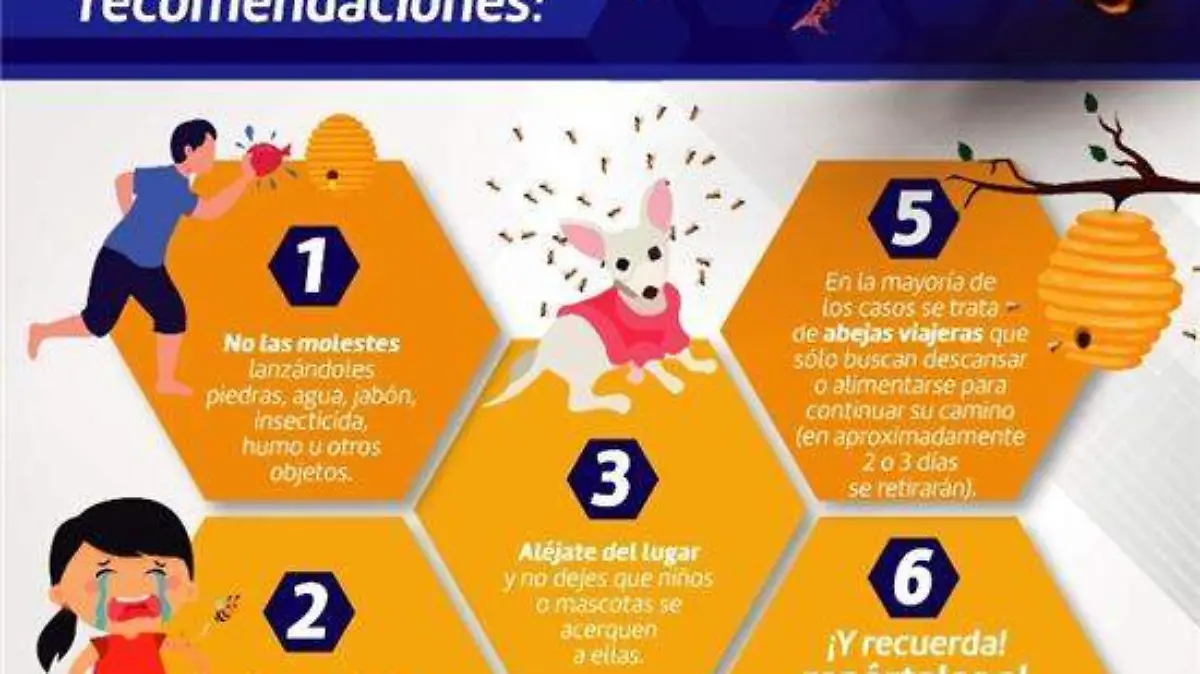 Recomendaciones | abejas