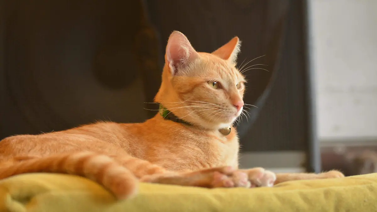 pexels-hiang-kanjinna-1629066