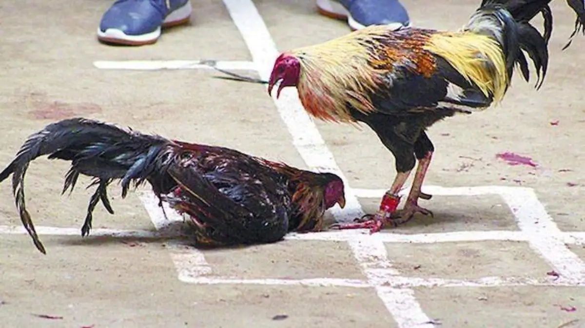 peleas de gallos