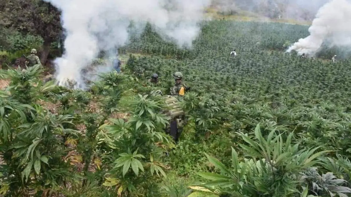 campos de marihuana