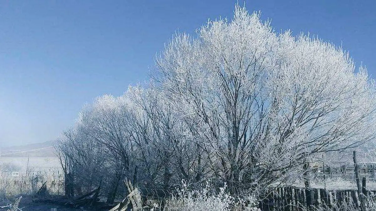 arboles congelados