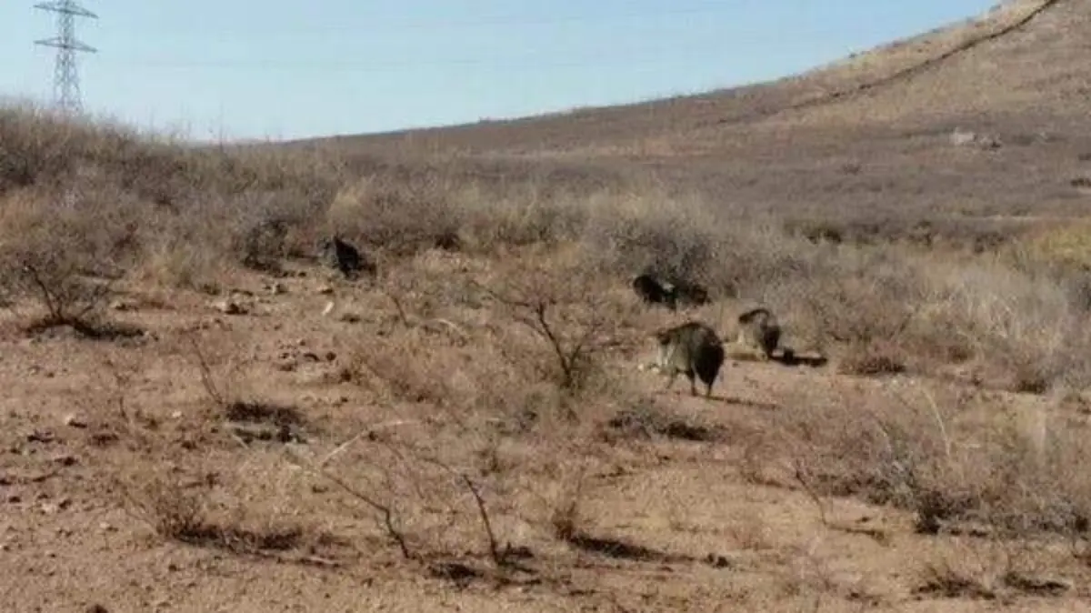 Fauna silvestre 1