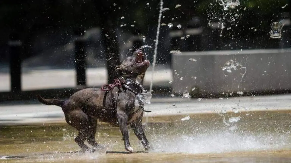 perro en una fuente | calor