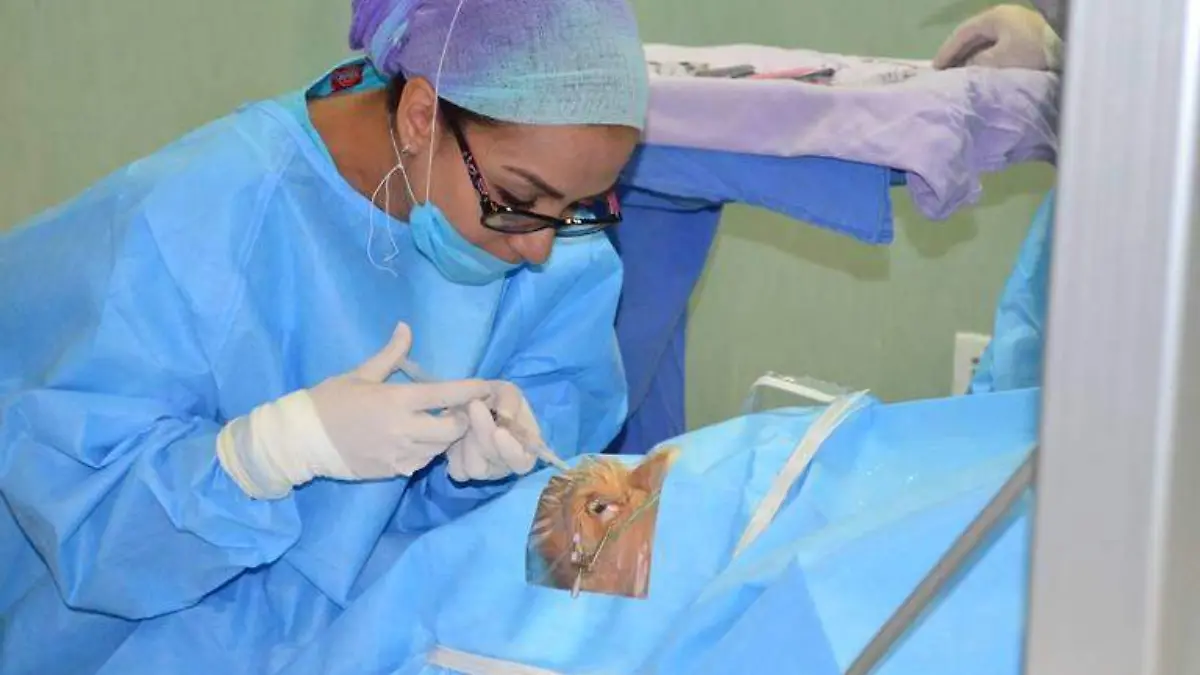 Jornada oftalmológica