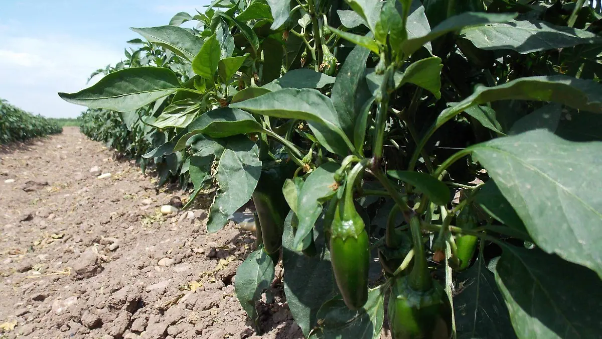 cultivo chile
