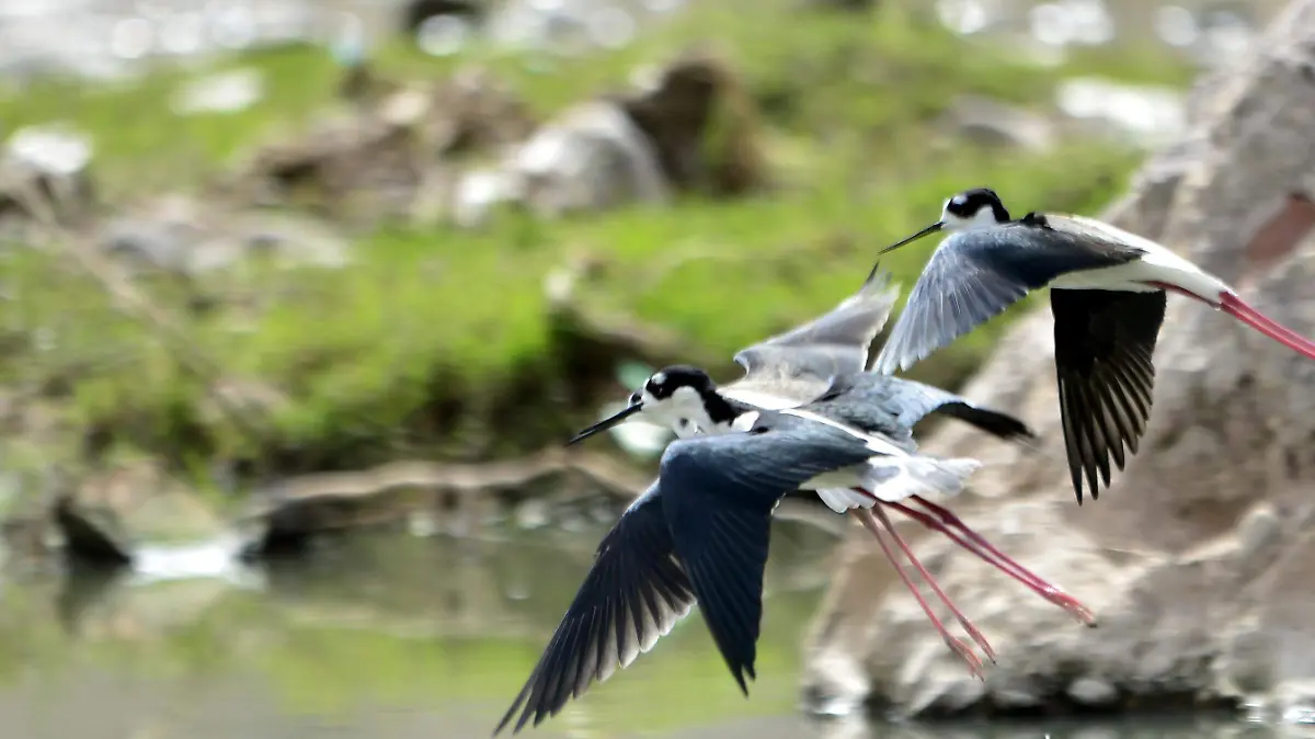 aves rio sacramento  (64)