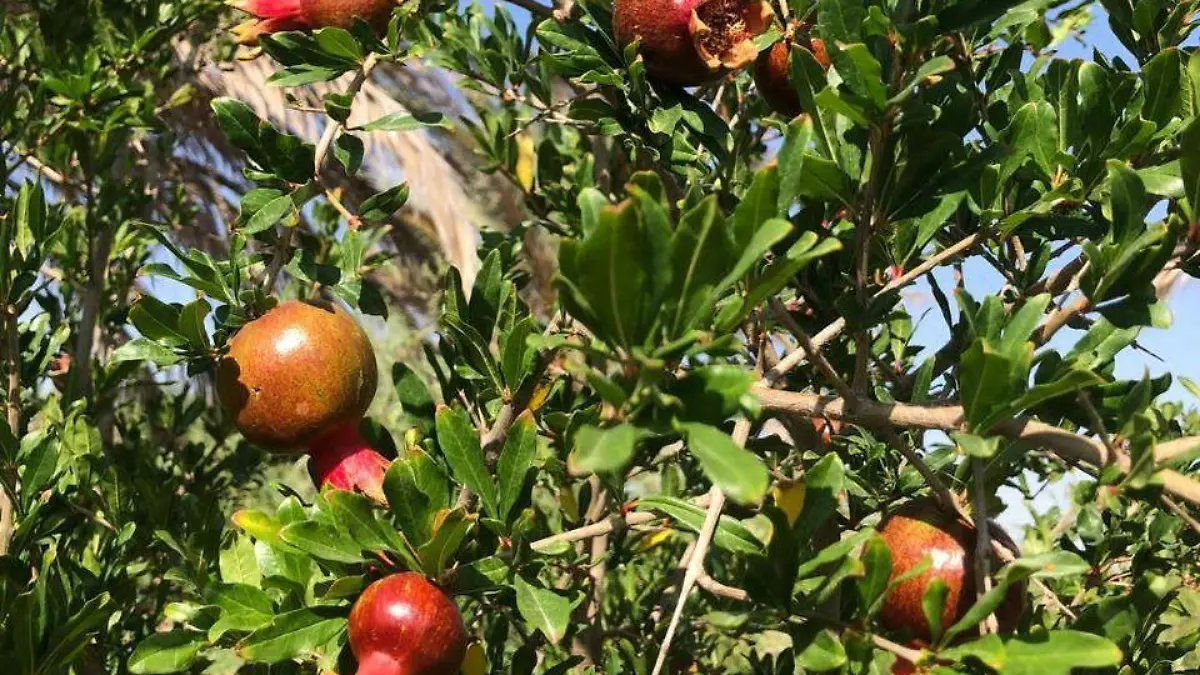 WhatsApp Image 2022-08-07 at 12.43.15 PM