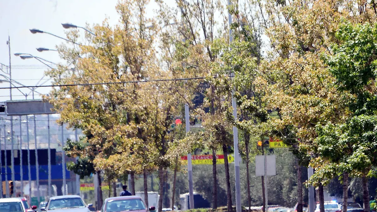 Arboles encinos secos av tecnologico  (2)
