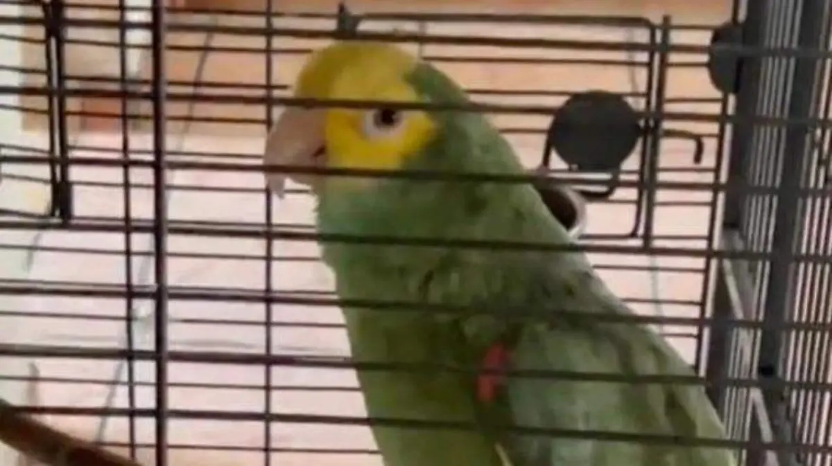 Captura web_3-5-2022_131817_www.sdpnoticias.com