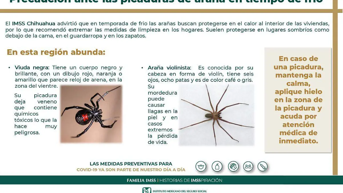 Imss Arañas