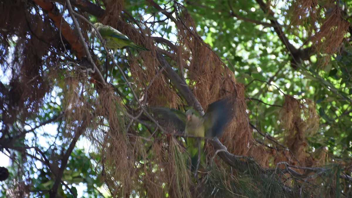 ARBOLES SECOS EN CD DEPOTIVA (10)
