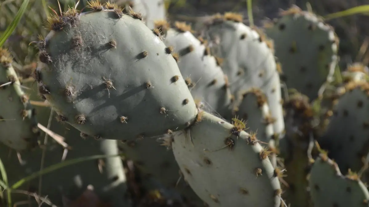 nopal