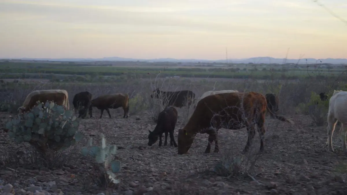 vacas ganado hato