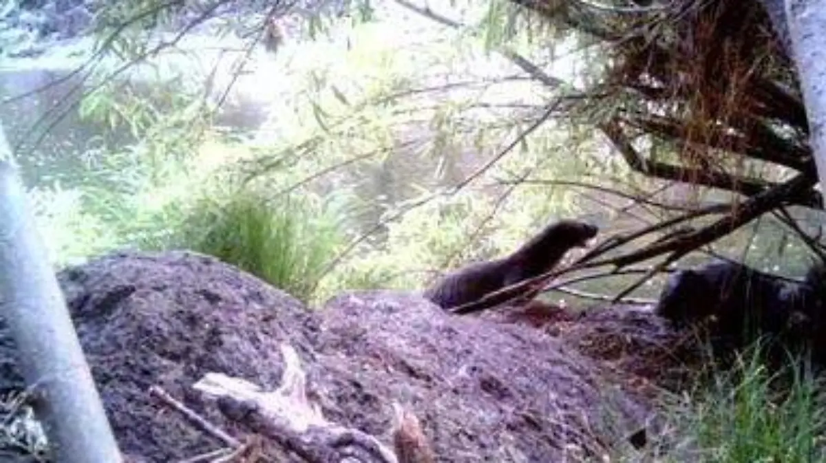 Las nutrias fueron noticia a nivel mundial