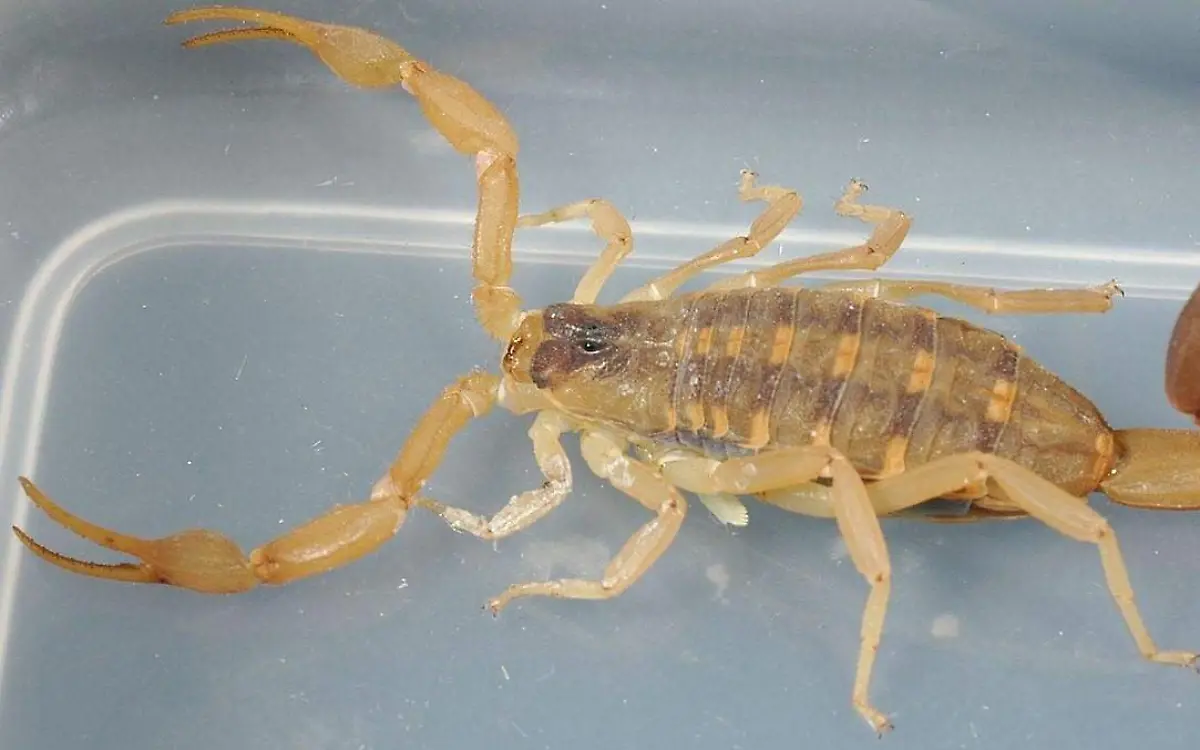 (Centruroides vittatus) Striped Bark Scorpion (Centruroides vittatus)